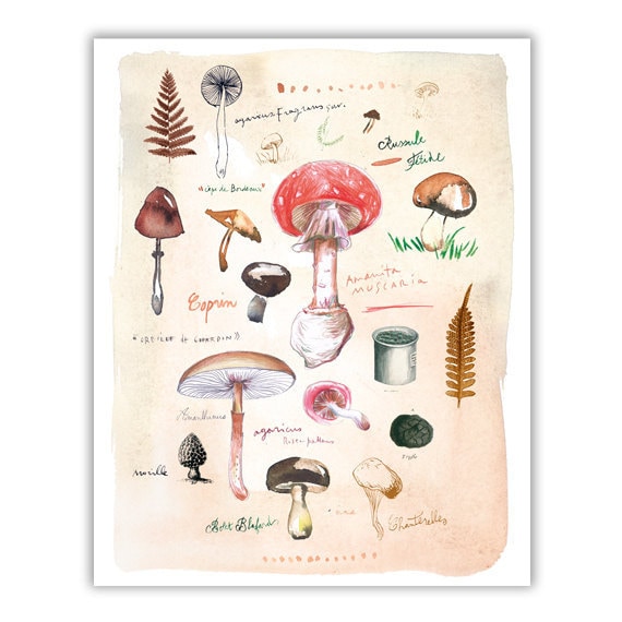 Mushroom chart poster Watercolor painting Mushroom print