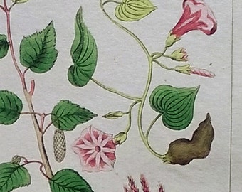 Botanical Print 1825, Original Hand Colored Engraving, Antique Birsh Flower, Azalea etc. Print