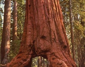 TS) GIANT SEQUOIA Tree~Seed!!!~~~~~~~~~The King of Trees!