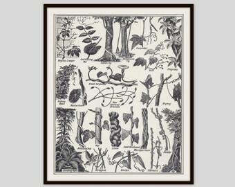 Climbing Vine Print, Climbing Plant, Climber Print, Vintage Art Print, Botanical Wall Art, Home Decor, Botanical Print, Black and White