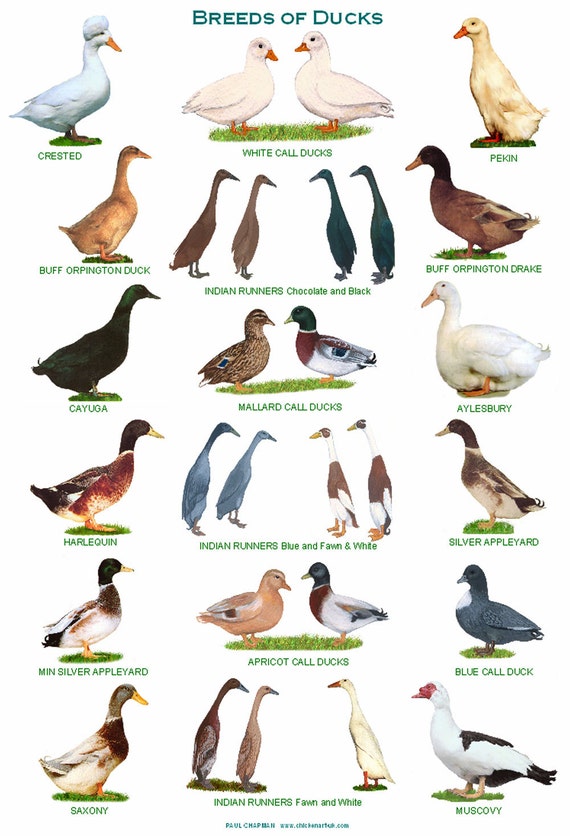 A4 Laminated Posters. Breeds of Ducks