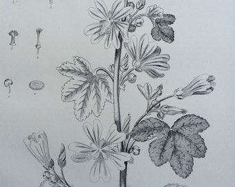 1875 Botanical print - Common Mallow - nature - wall decor - home decor - matted and ready to frame - 14 x 11 inches