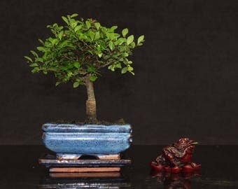 Chinese Elm Broom style bonsai tree supplied with lucky money toad ornament