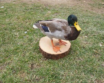 Mallard Drake - Duck - Standing - Captive Bred - Mount - Taxidermy