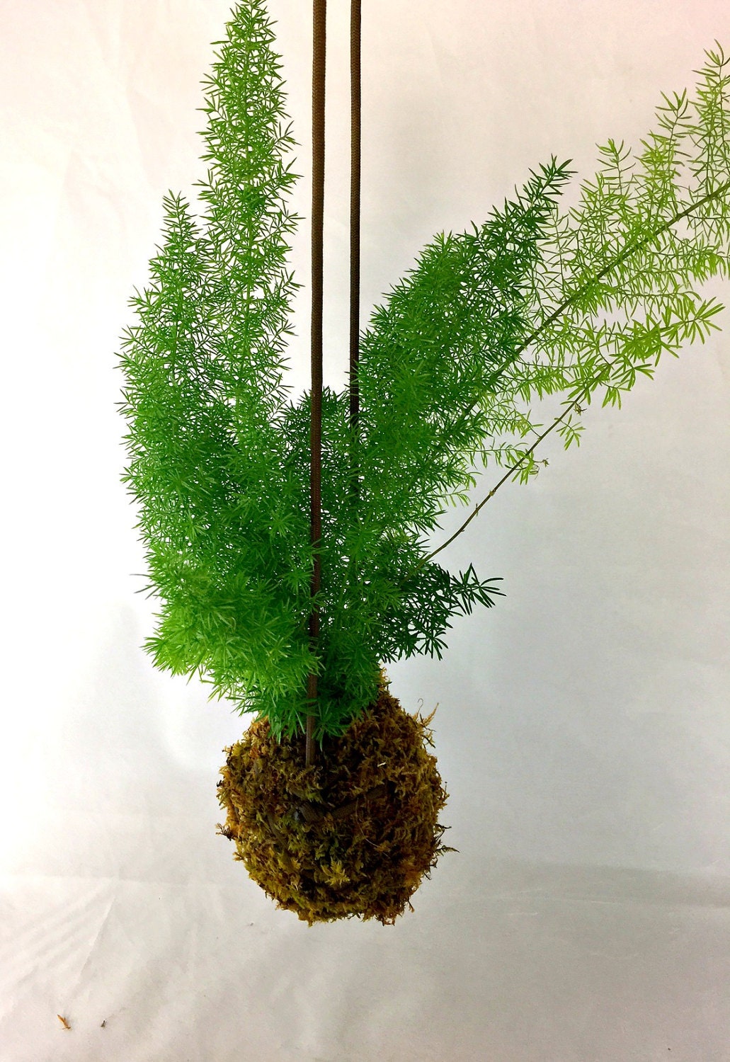 Foxtail Fern Asparagus Kokedama Hanging Plant Meyeri
