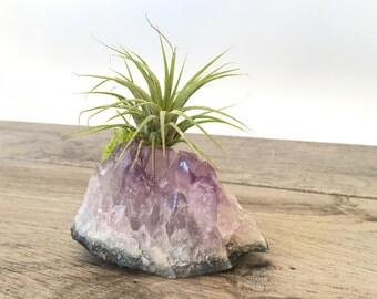 Amethyst with air plant (Tillandsia)/Desk Accessories/ Dorm decor gift / Crystal / Boho/ Decor / gift /best friend gift/ dorm room/ geode