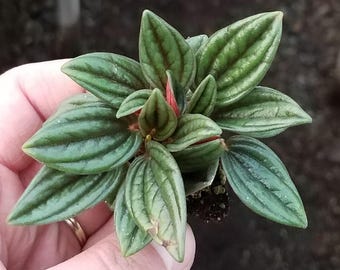 Rare! Peperomia Rosso Plug (1)