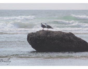 Seagulls on Oregon Coast