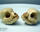 Chocolate Pug skull (puppy).
