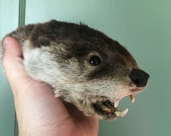 stuffed opossum taxidermy