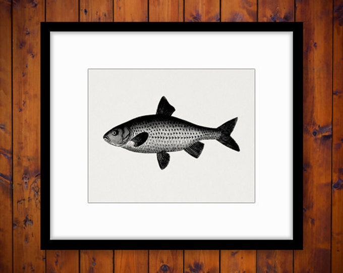 Digital Antique Fish Image Graphic Download Printable Illustration Vintage Clip Art Jpg Png Eps HQ 300dpi No.4047