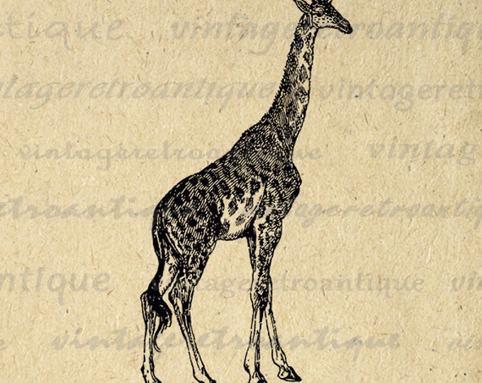 Giraffe Printable Graphic Image Animal Artwork Digital Download Illustration Vintage Clip Art Jpg Png Eps HQ 300dpi No.4144