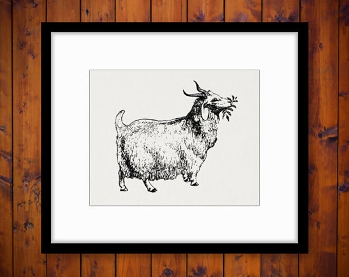 Printable Angora Goat Digital Image Graphic Download Antique Clip Art Jpg Png Eps HQ 300dpi No.766