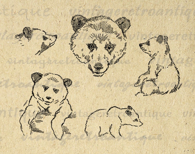 Antique Bear Cub Graphic Digital Printable Collage Sheet Download Image Vintage Clip Art Jpg Png Eps HQ 300dpi No.1143