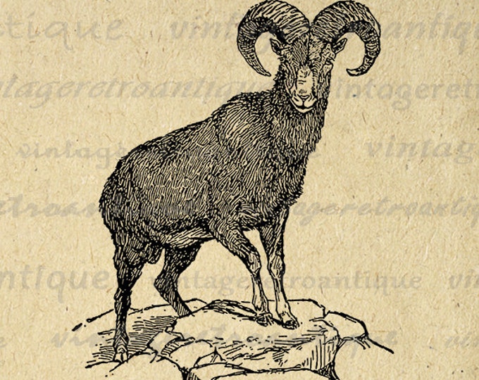 Digital Graphic Bighorn Sheep Ram Printable Illustration Image Download Vintage Clip Art Jpg Png Eps HQ 300dpi No.3207