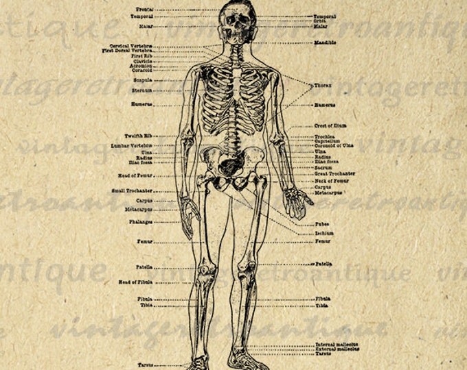 Skeleton Diagram Image Graphic Printable Digital Download Artwork Antique Clip Art Jpg Png Eps HQ 300dpi No.2275