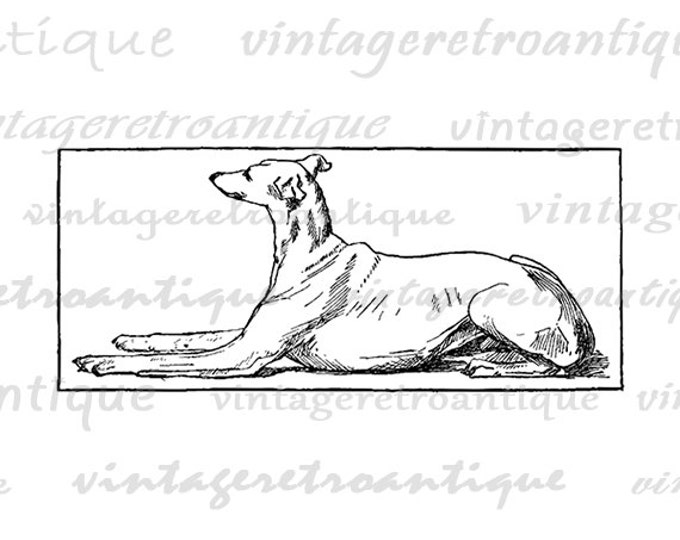 Printable Greyhound Dog Digital Image Pet Animal Download Graphic Antique Clip Art Jpg Png Eps HQ 300dpi No.510