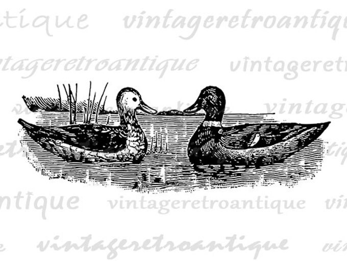 Digital Image Two Ducks Printable Illustration Download Graphic Antique Clip Art Jpg Png Eps HQ 300dpi No.1440