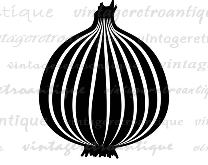 Onion Digital Graphic Download Food Vegetable Printable Onion Image Vintage Clip Art Jpg Png Eps HQ 300dpi No.4362