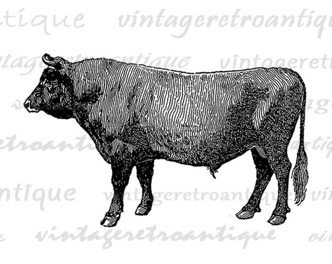 Printable Image Cow Graphic Jersey Bull Download Illustration Digital Antique Clip Art Jpg Png Eps HQ 300dpi No.3069