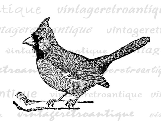 Printable Cardinal Bird Graphic Image Illustration Digital Download Vintage Clip Art Jpg Png Eps HQ 300dpi No.3110