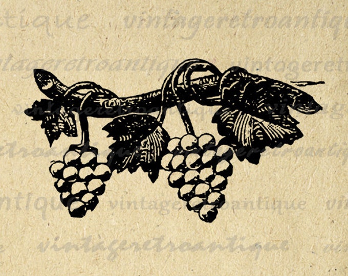 Grapes Image Digital Printable Wine Download Graphic Illustration Antique Clip Art Jpg Png Eps HQ 300dpi No.1430