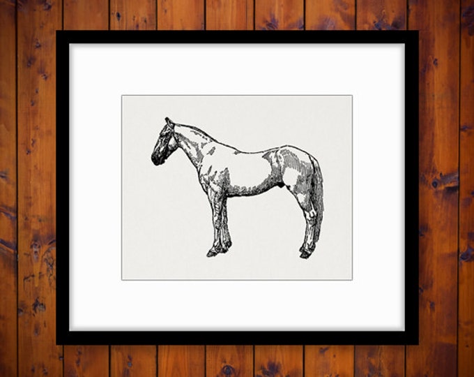 Printable White Horse Digital Graphic Illustration Image Stallion Download Vintage Clip Art Jpg Png Eps HQ 300dpi No.3066