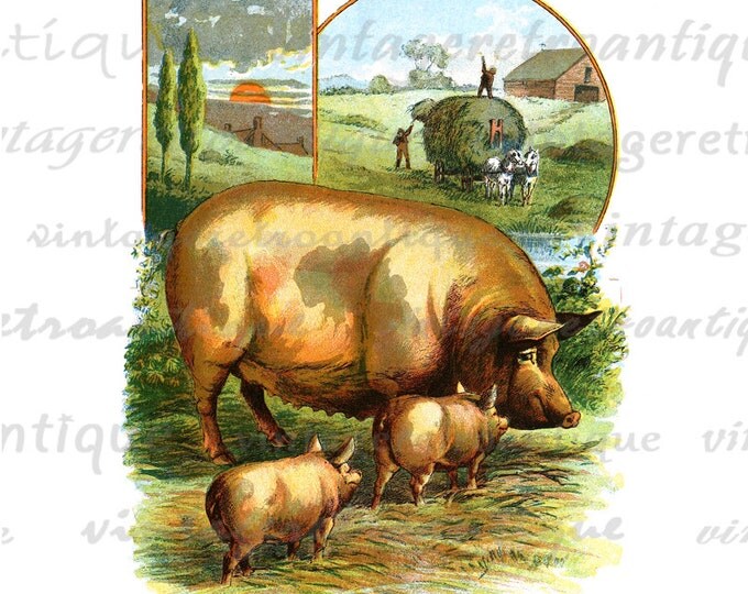 Classic Pig Printable Digital Graphic Color Illustration Download Image Vintage Clip Art for Transfers etc HQ 300dpi No.2054