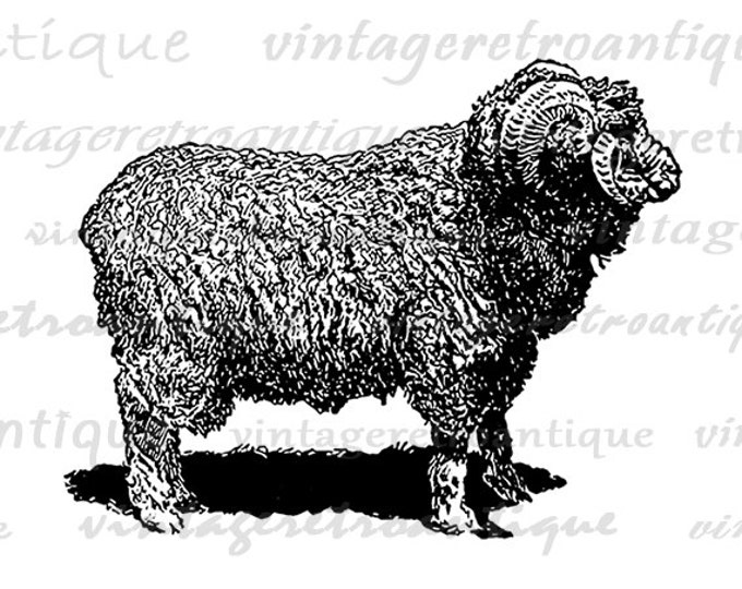 Digital Graphic Merino Sheep Image Illustration Printable Download Vintage Clip Art Jpg Png Eps HQ 300dpi No.3143