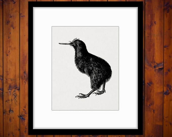 Kiwi Bird Digital Image Printable Download Graphic Artwork Antique Clip Art for Transfers Printing etc HQ 300dpi No.2738