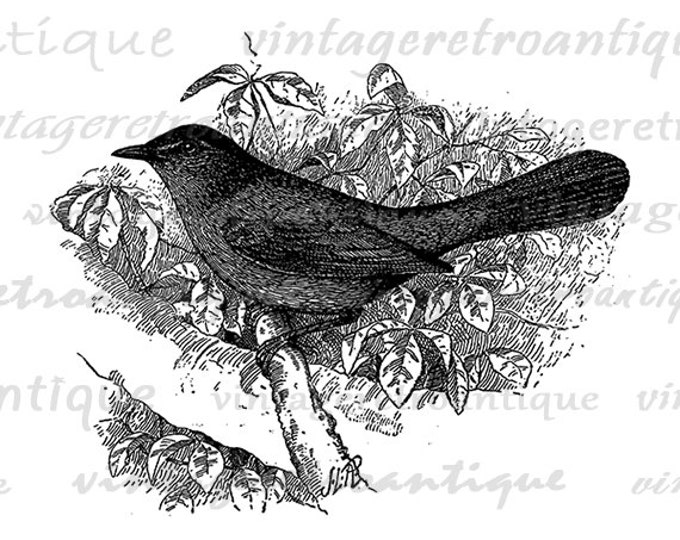 Printable Bird Image Download Antique Illustration Graphic Digital Vintage Clip Art Jpg Png Eps HQ 300dpi No.1052