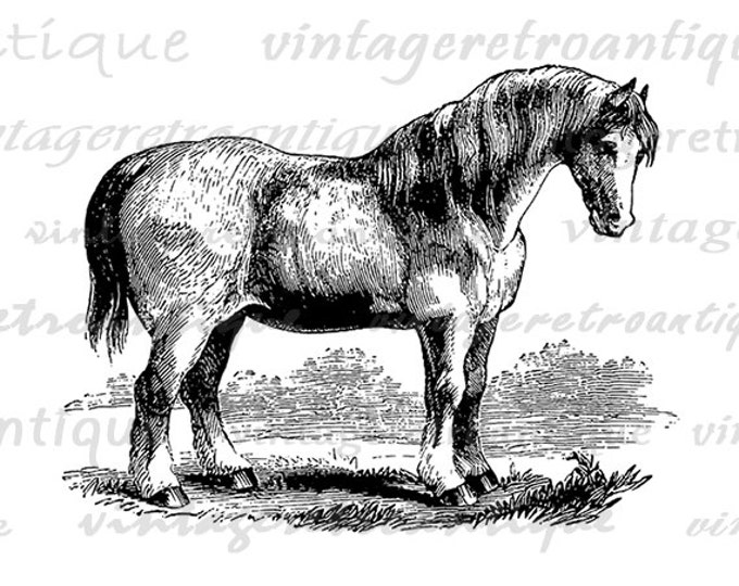 Digital Graphic Antique Horse Download Printable Image Artwork Vintage Clip Art Jpg Png Eps 18x18 HQ 300dpi No.2358