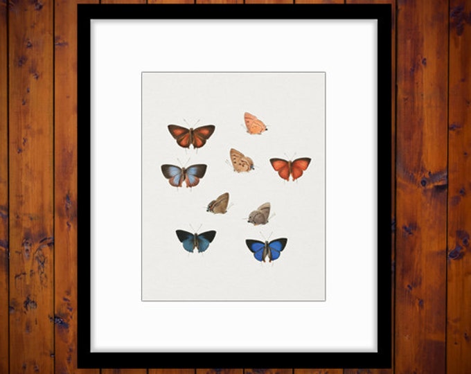 Printable Images Butterflies Collage Sheet Digital Color Download Graphic Antique Clip Art HQ 300dpi No.818