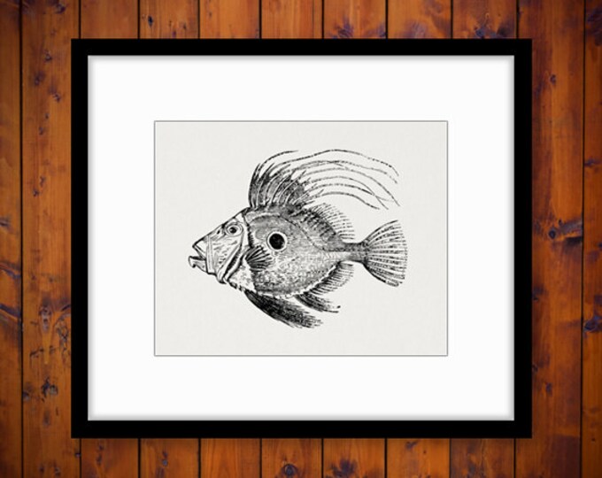 Antique Fish Printable Digital Download Graphic Image Vintage Clip Art Jpg Png Eps HQ 300dpi No.599