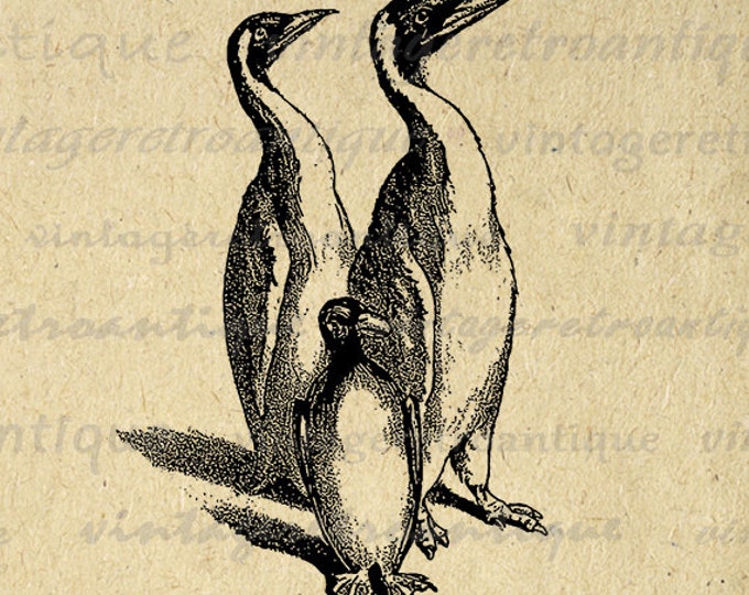 Printable Graphic Penguins Image Bird Download Antique Digital Vintage Clip Art Jpg Png Eps HQ 300dpi No.259