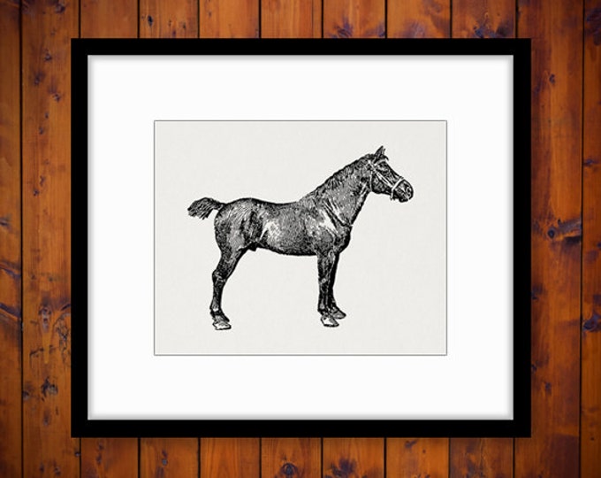 Printable Graphic Hackney Pony Mare Horse Digital Download Image Antique Clip Art Jpg Png Eps HQ 300dpi No.3558