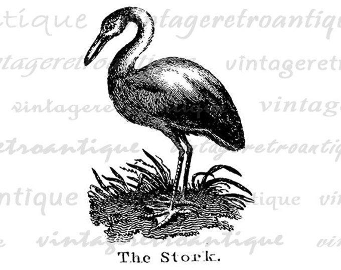 Printable Antique Stork Illustration Graphic Download Bird Digital Image Vintage Clip Art Jpg Png Eps HQ 300dpi No.932