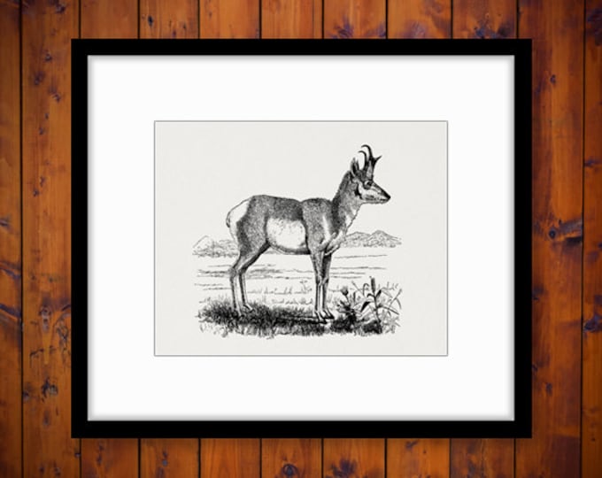 Antique Antelope Digital Graphic Image Printable Download Illustration Jpg Png Eps HQ 300dpi No.2160