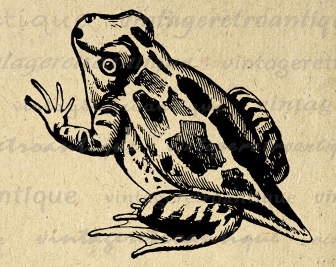 Printable Young Frog Digital Image Download Graphic Illustration Vintage Clip Art Jpg Png Eps HQ 300dpi No.2732