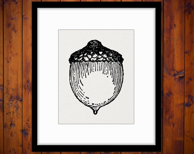 Acorn Digital Graphic Printable Acorn Download Image Illustration Antique Clip Art for Transfers Printing etc HQ 300dpi No.4652