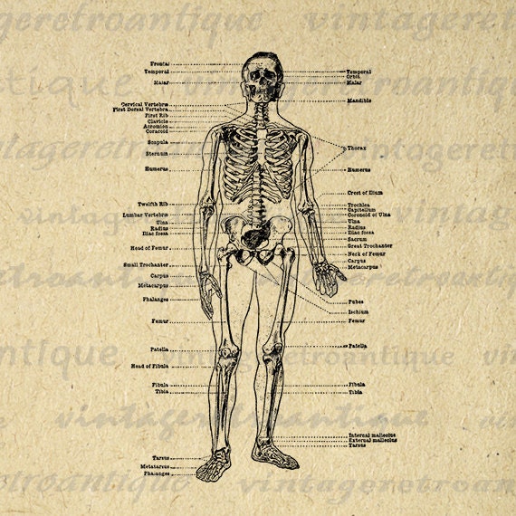 Skeleton Diagram Image Graphic Printable Digital Download Biology Diagrams