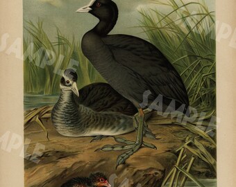 Original antique bird print large folio natural history Chromolithograph decorative art wall art 1890's EURASIAN COOTGEMEINES WASSERHUHN