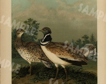 Unique antique bird print large folio natural history Chromolithograph decorative art wall art 1890's BUSTARDS ZWERGTRAPPE