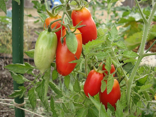 Tomato Plant San Marzano Organic Heirloom Italian by LazyOxFarm