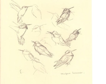50% Off Estate Sale Vintage Rufous Hummingbird, Common Flicker, 1970s Frameable Sketch, drawing, West Coast P 150, Wall Art Print of Bird by