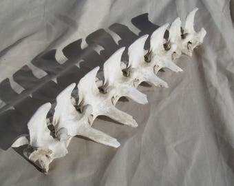 COMPLETE SPINE, Vertebrae Desert Bighorn or Deer, Skeleton Natural, Aged/Weathered, Crafts, Decor Garden ManCave, Hunting
