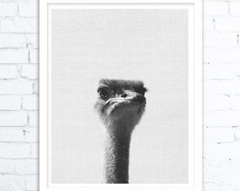Ostrich Print, Safari Baby Shower Animal, Nursery Decor, Boys Room Wall Art, Printable Large Poster, Digital Download, Kids Room Decor