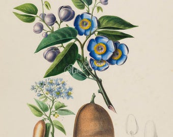 flowers-18069 - L'Acajou a Meubles maogni - courbari, Hymenaea courbaril, West Indian locust, vintage large size printable illustration jpeg