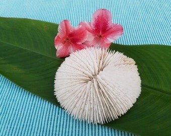 Plate Coral | White Coral | Sea Decoration | Beach Decor | Bungalow Decor