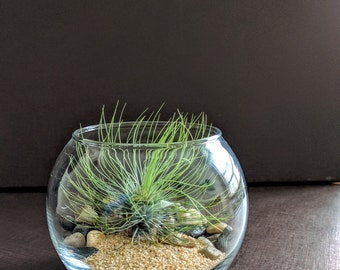 Glass Globe Terrarium Kit with Air Plant, Sand and River Rock – Great Gift!